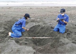 産卵確認