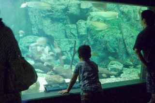 夜の水族館