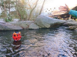 コイの豆まき水槽