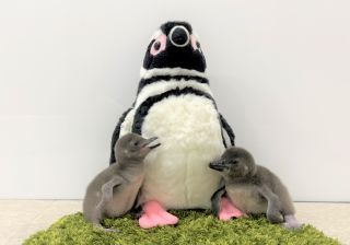 あられとつづみ