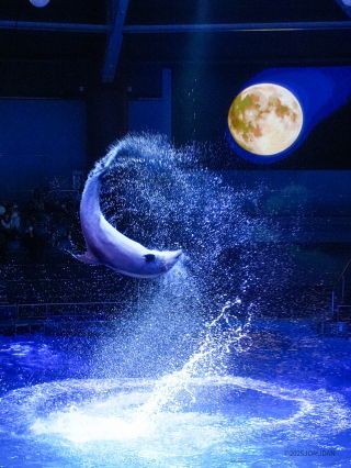 二つの月が会場に浮かび上がります
