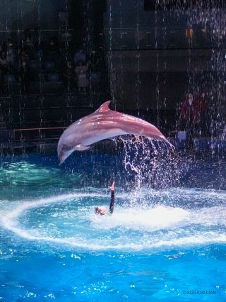 魅力あふれる演出に引き込まれます