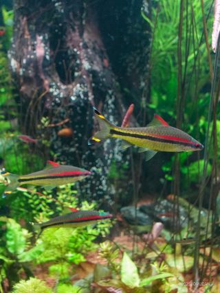 アクアジャングルにはカラフルな魚もたくさん！