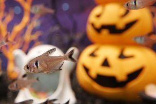 ハロウィンと魚