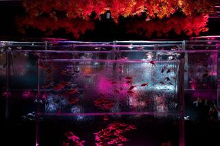 金魚の滝