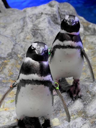 「ヨモギ」と「ちょうちん」