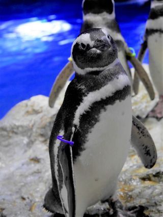 魅惑の「フジ」