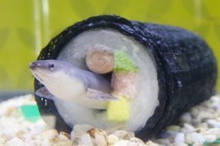 ウナギが入った恵方巻が登場