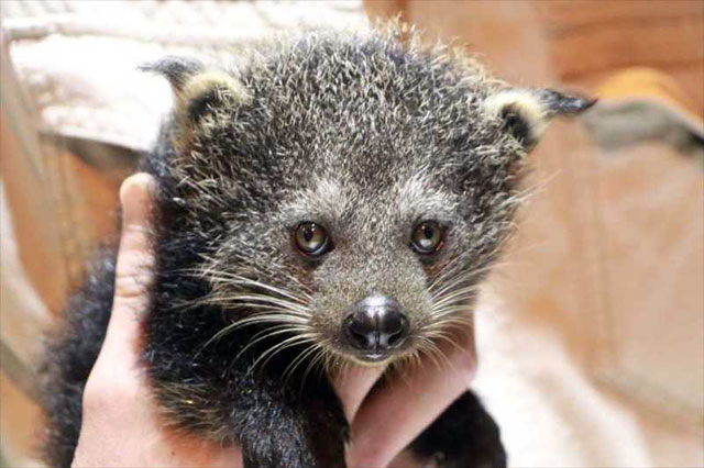 神戸どうぶつ王国でビントロングの三つ子の赤ちゃん誕生 6月9日から一般公開 動物園 水族館特集