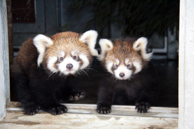 日本平動物園で双子のレッサーパンダの赤ちゃん公開スタート 動物園 水族館特集
