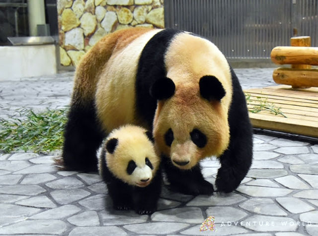 ジャイアントパンダの赤ちゃん 彩浜 さいひん に会いに行こう アドベンチャーワールド 動物園 水族館特集