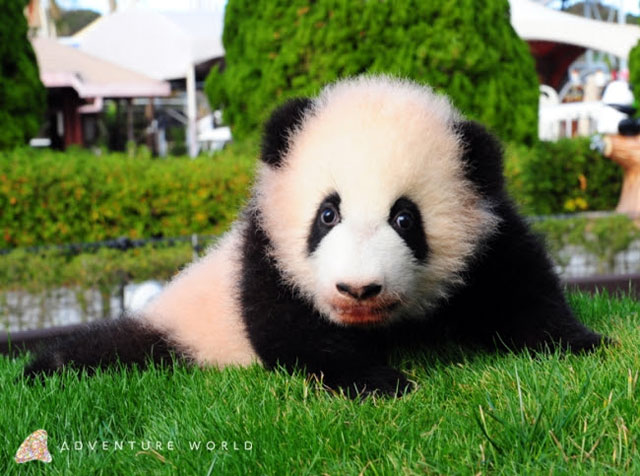 ジャイアントパンダの赤ちゃん 彩浜 さいひん に会いに行こう アドベンチャーワールド 動物園 水族館特集