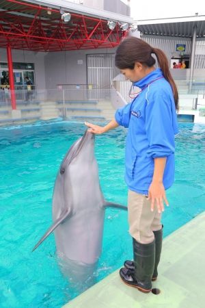 しながわ水族館 バンドウイルカのバニラも赤ちゃんを無事出産 8月26日 月 よりイルカショー アシカショー再開 動物園 水族館特集