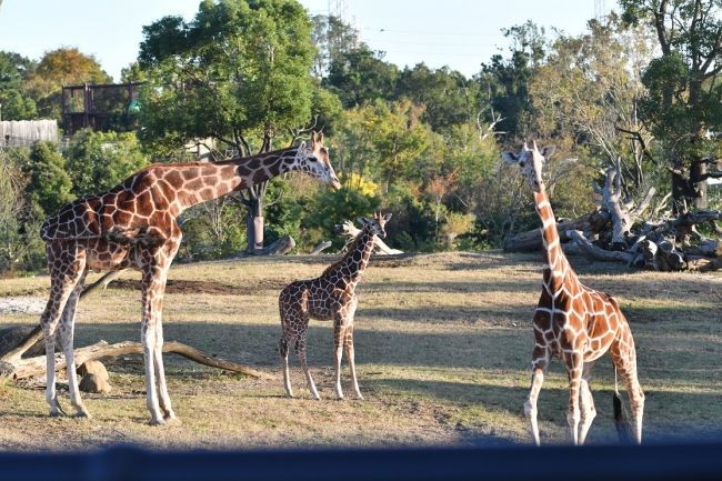 2019年7月よこはま動物園ズーラシア初の キリンの赤ちゃん 誕生 クリスマスイベント開催 動物園 水族館特集