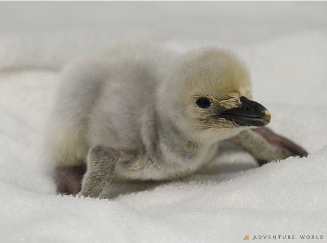 アドベンチャーワールドにて6種類25羽のペンギンの赤ちゃんが誕生 動物園 水族館特集