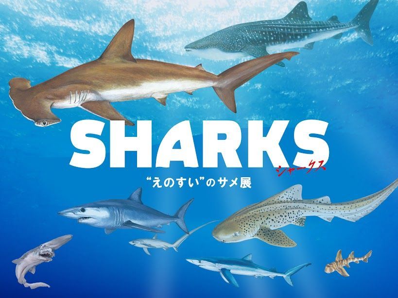 サメの魅力を知ろう！春の特別イベント「SHARKS “えのすい”のサメ展