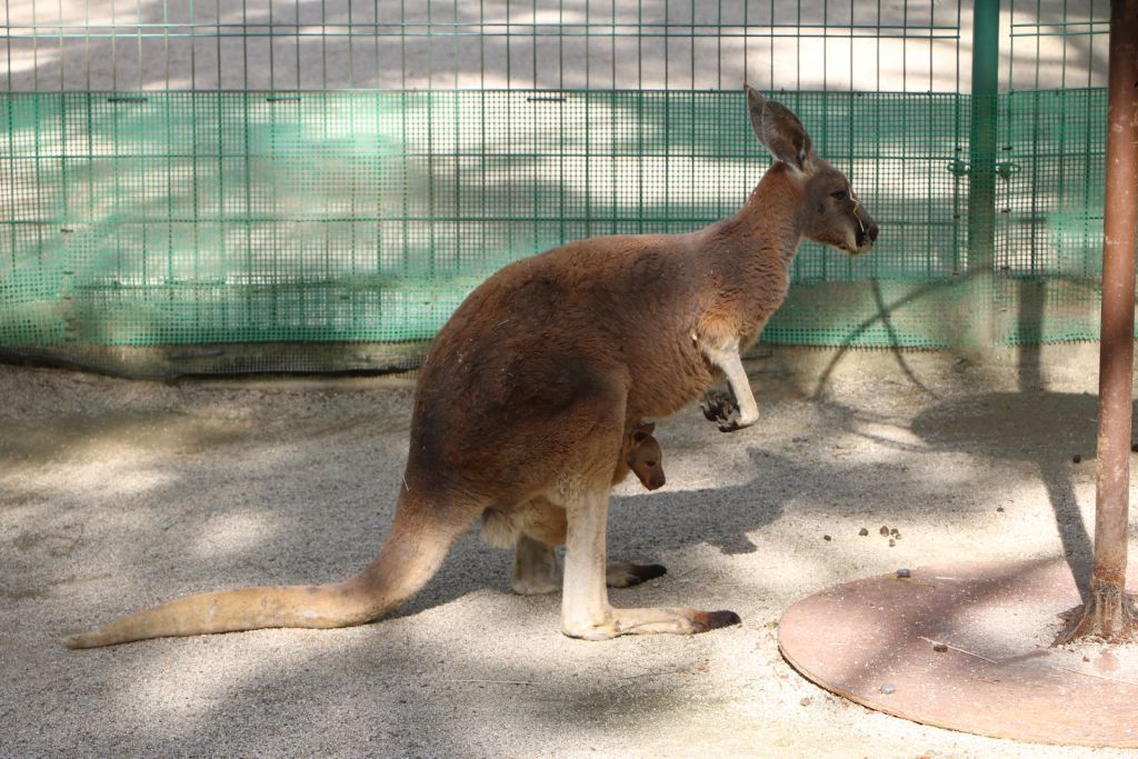 カンガルー