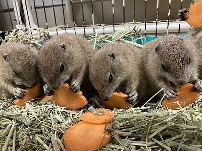 仲良くニンジンをかじるプレーリードッグの赤ちゃんたち