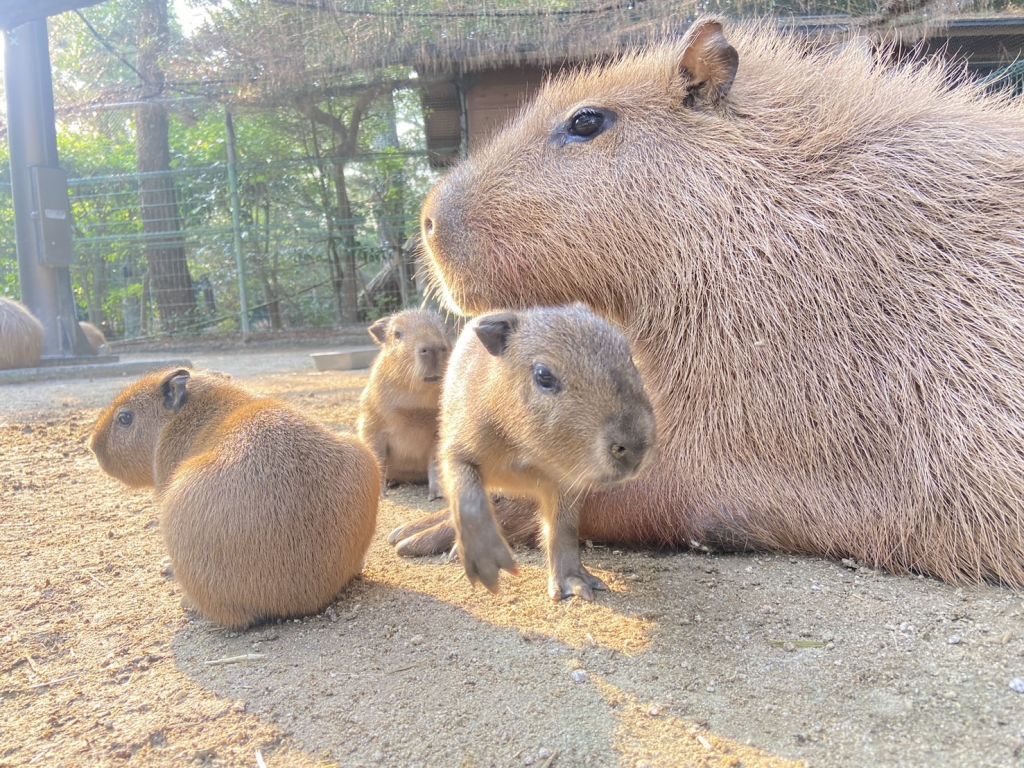 大人と比べると伝わるこのサイズ感。おしりも可愛いです！