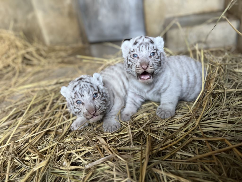 東武動物公園ちびトラ①