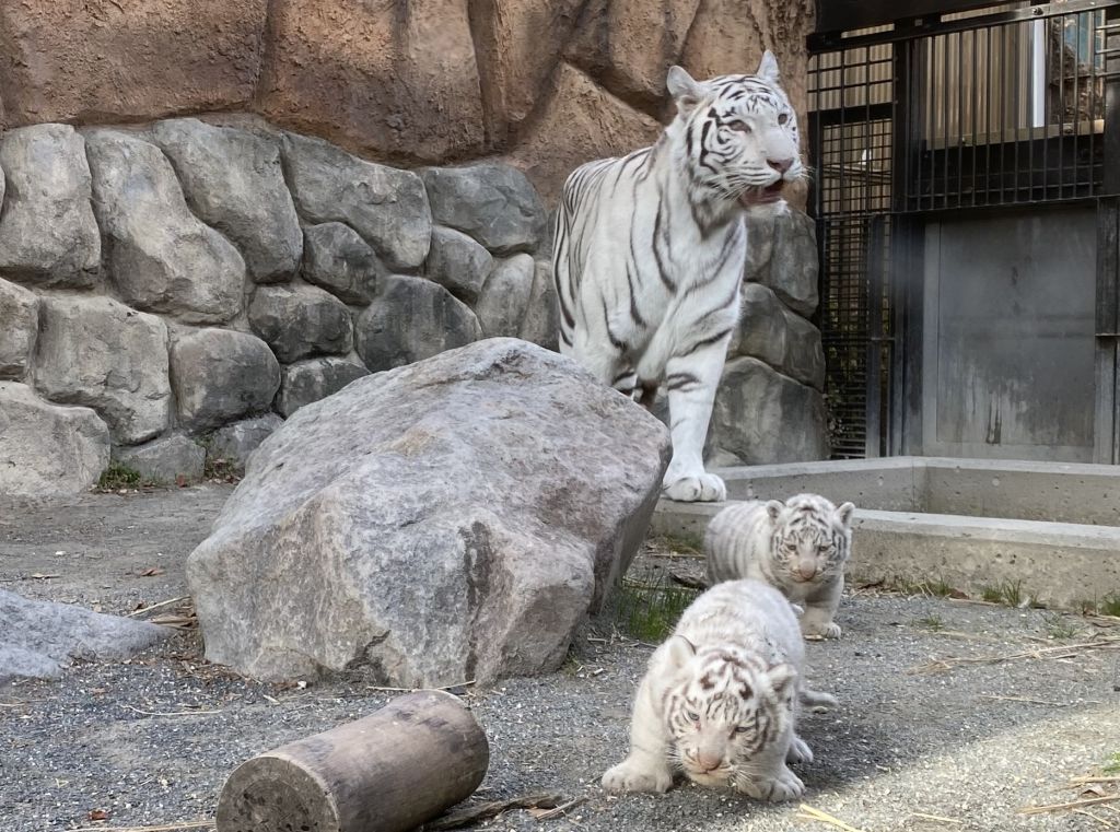 東武動物公園ちびトラ②