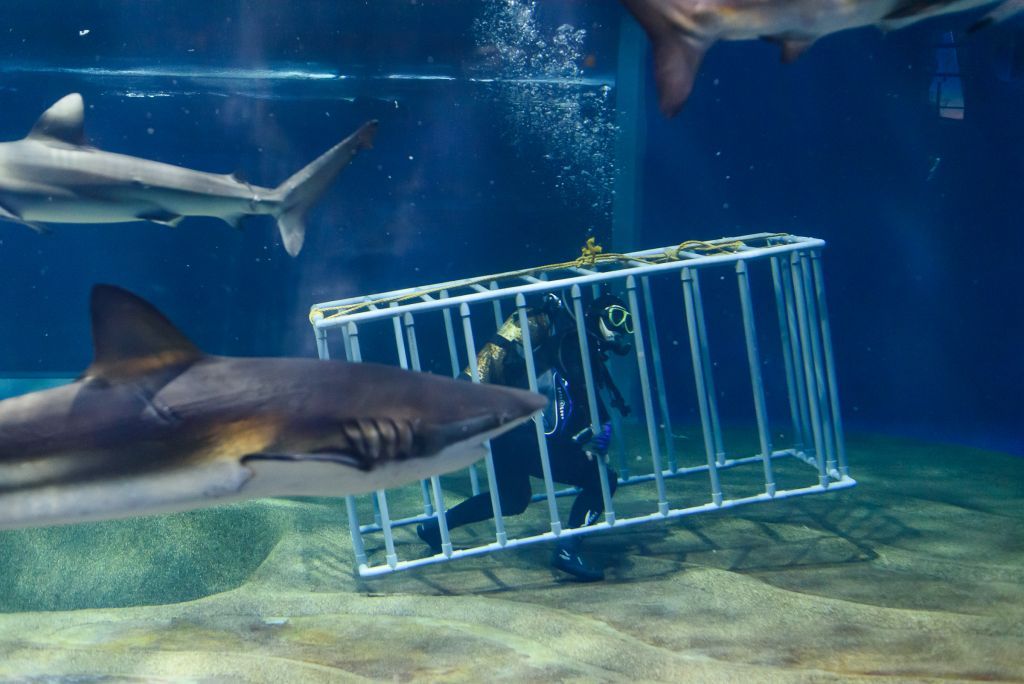 サメの海１水槽潜水清掃