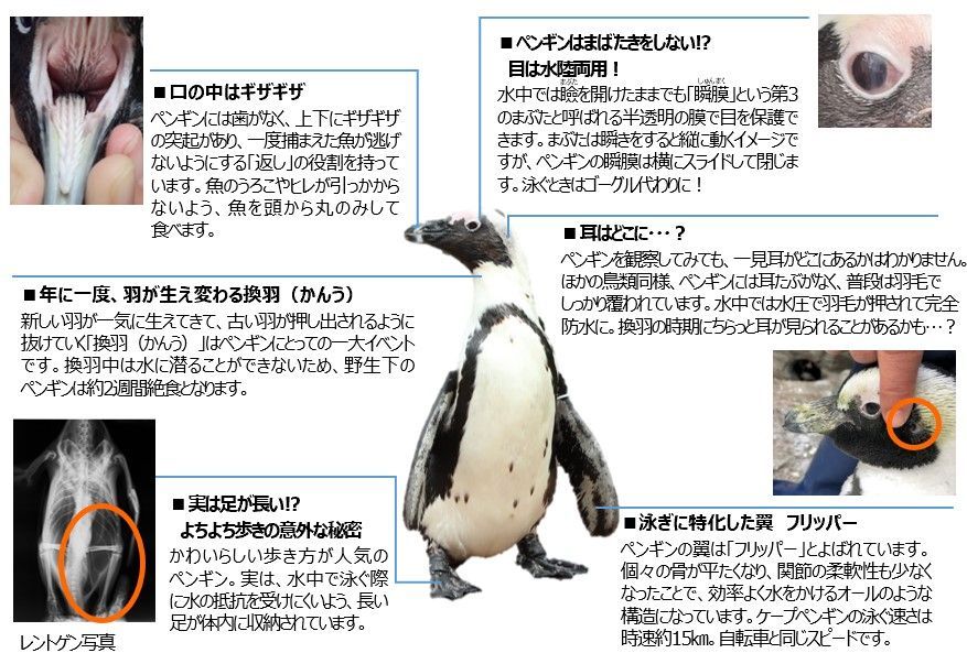 サンシャイン水族館　ケープペンギン