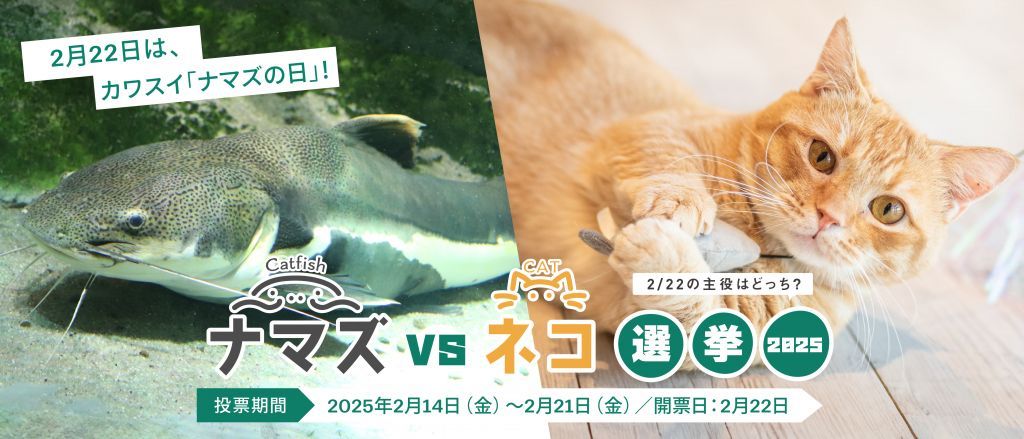 ナマズ vs ネコ 選挙2025
