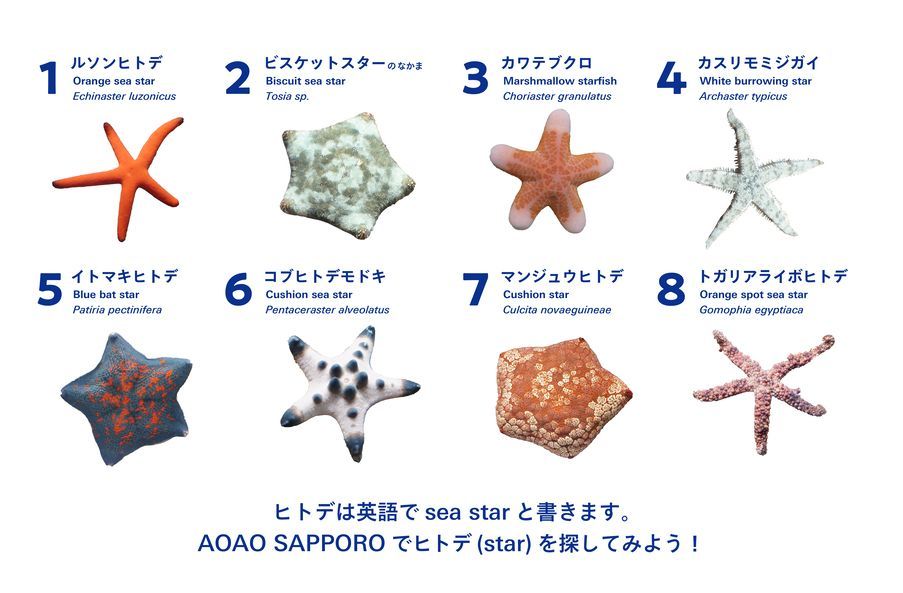 ヒトデのワンダー展