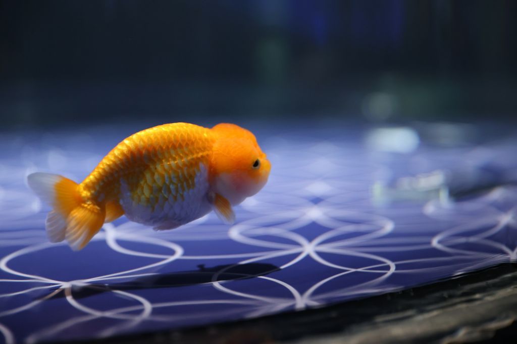 金魚