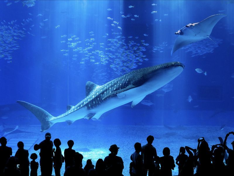 【沖縄美ら海水族館】JAXA×沖縄美ら海水族館「深海と宇宙 – ふたつのフロンティア –」2