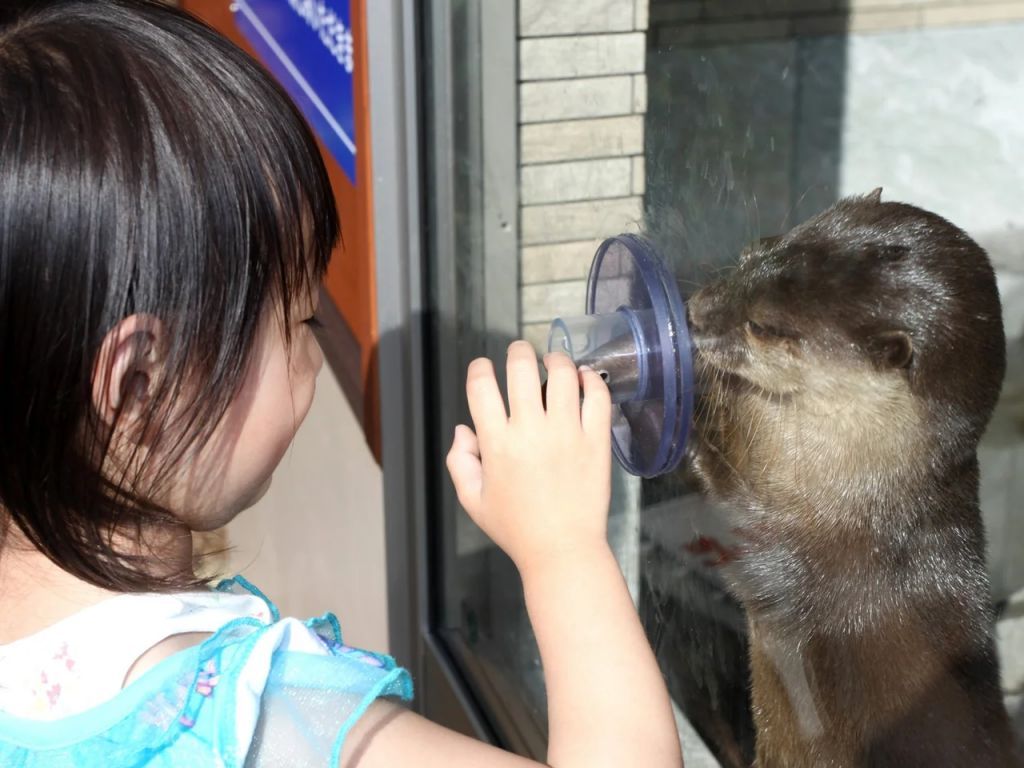 コツメカワウソ