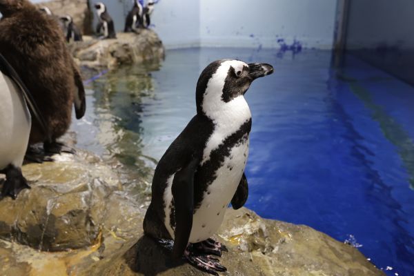 ケープペンギン