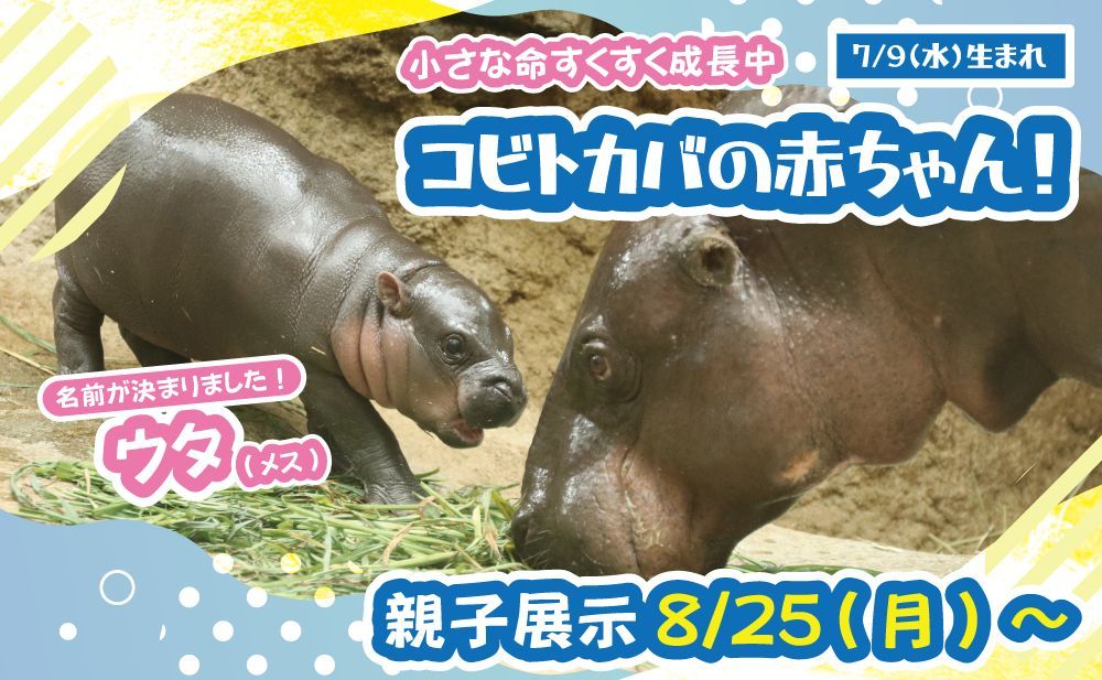 コビトカバ