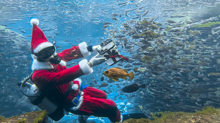 うみがたりのクリスマス２０２５サンタダイバー