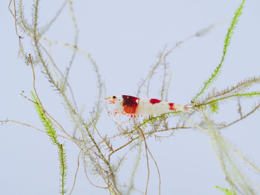 うみがたりのクリスマス２０２５ウェルカム水槽