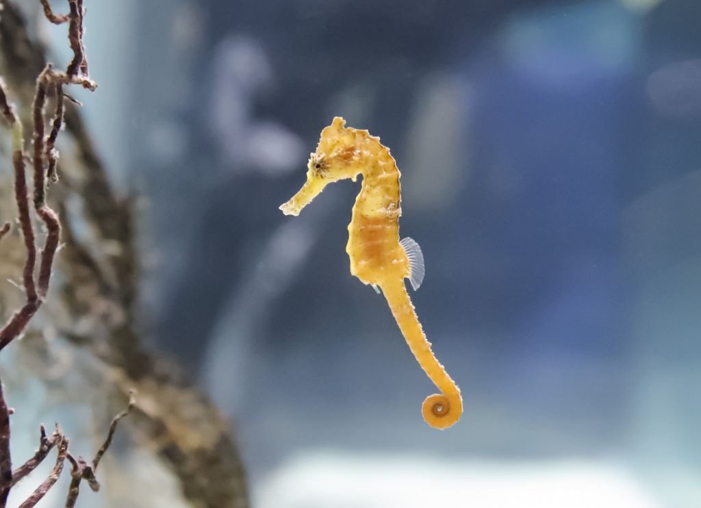 クロウミウマの画像