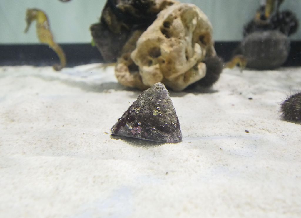 バテイラの画像