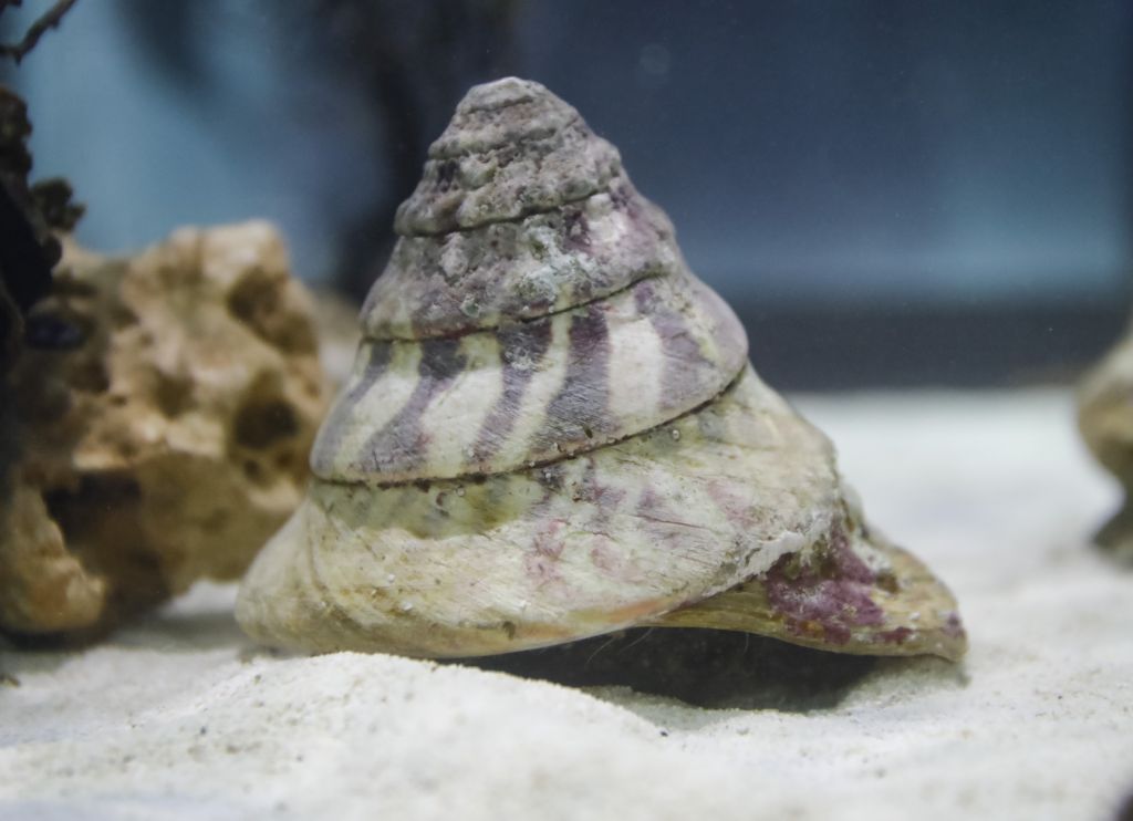 サラサバテイの画像