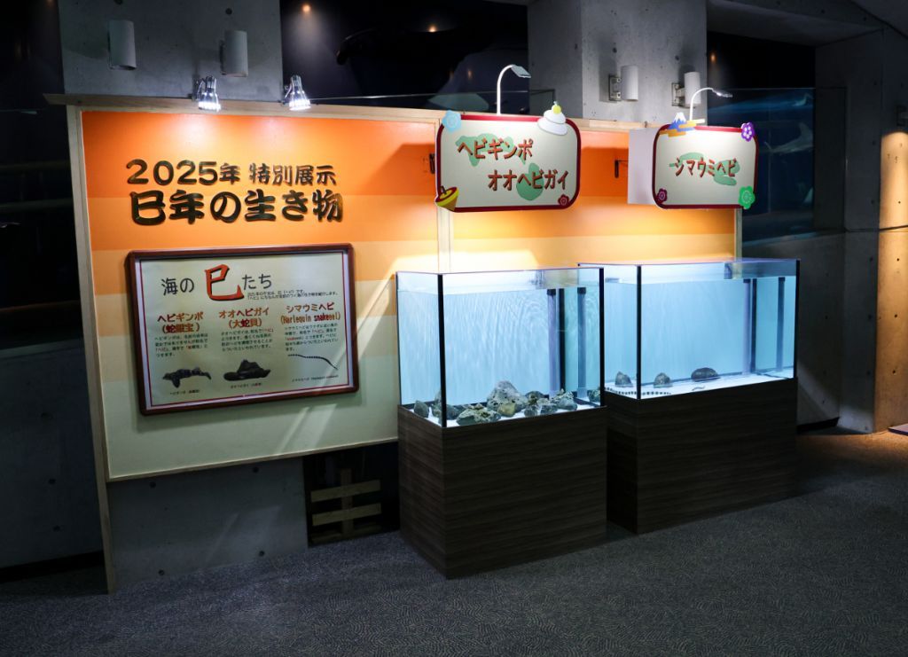 バフンウニの画像