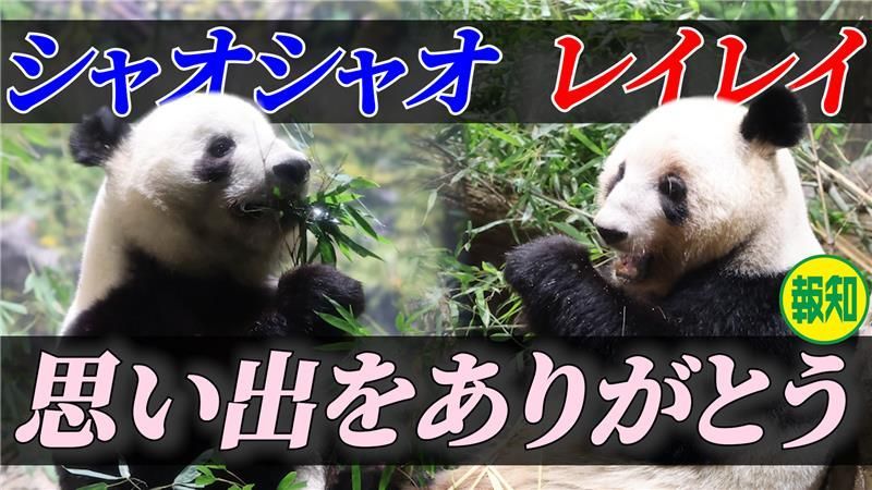 シャオシャオ・レイレイ動画公開