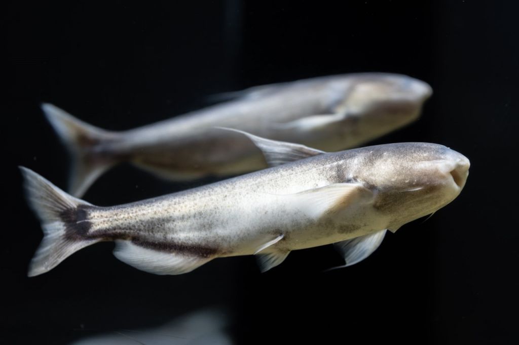 カワスイ カンディル