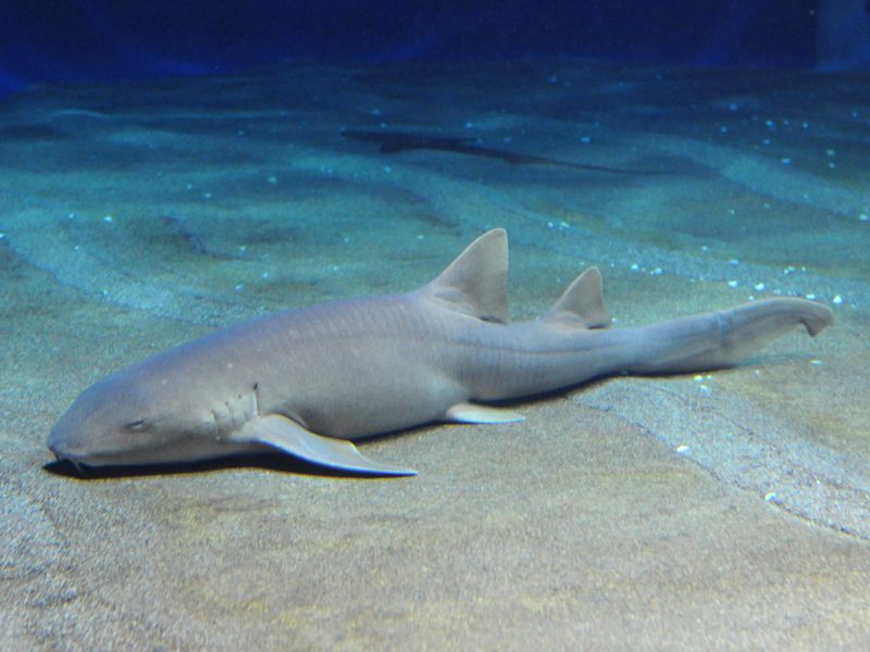 夜行性のナースシャーク