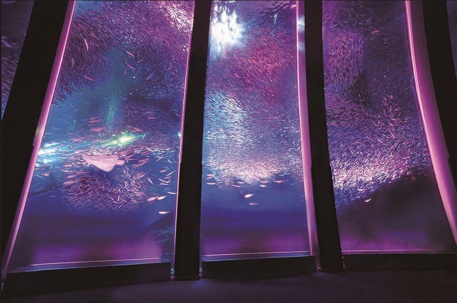 『はなパラ』スーパーイワシイリュージョン 桜