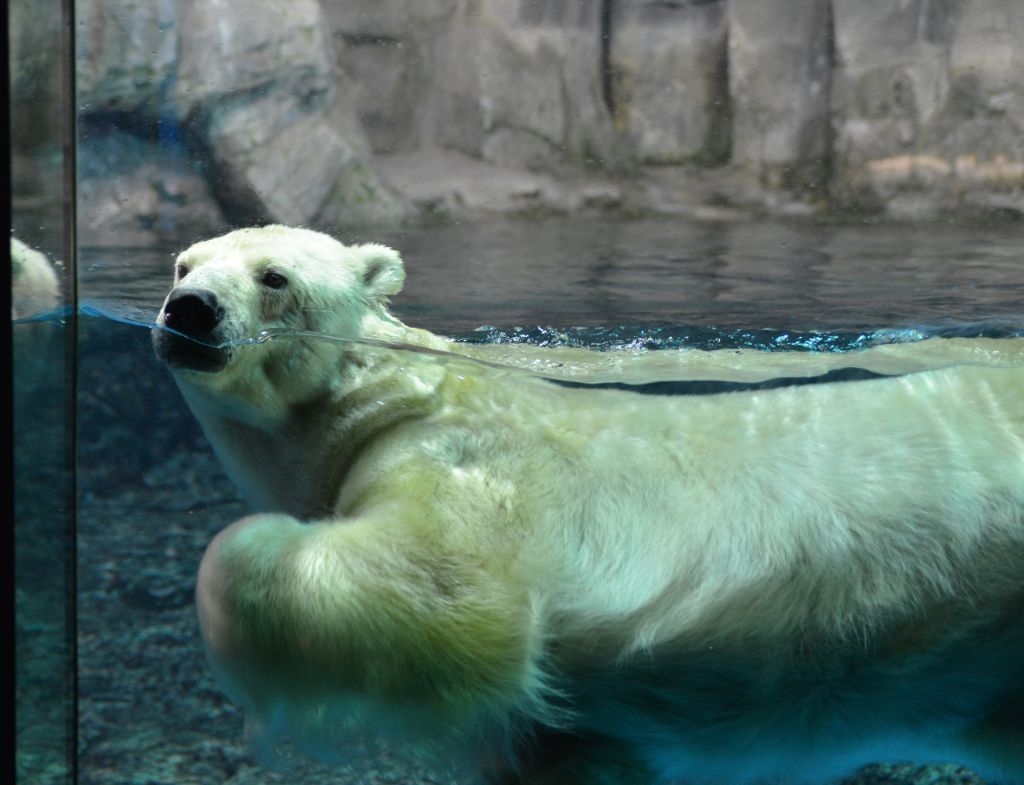 『はなパラ』極地動物のレクチャータイム