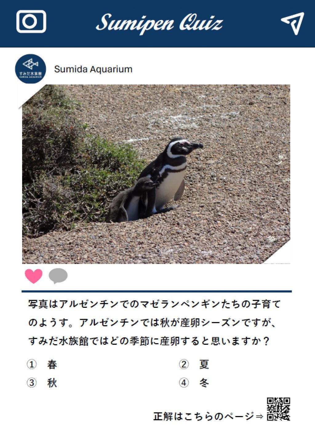 マゼランペンギンの生態クイズ
