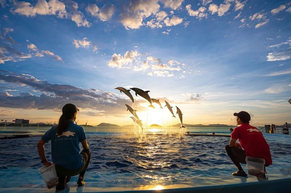 四国水族館イルカサンセットプログラム