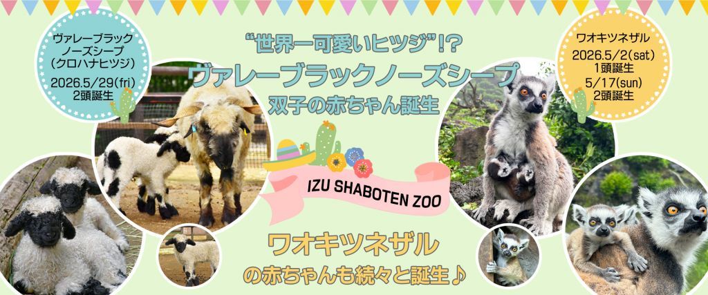 「ヴァレーブラックノーズシープ」の双子が誕生― ワオキツネザルの赤ちゃんも続々と誕生
