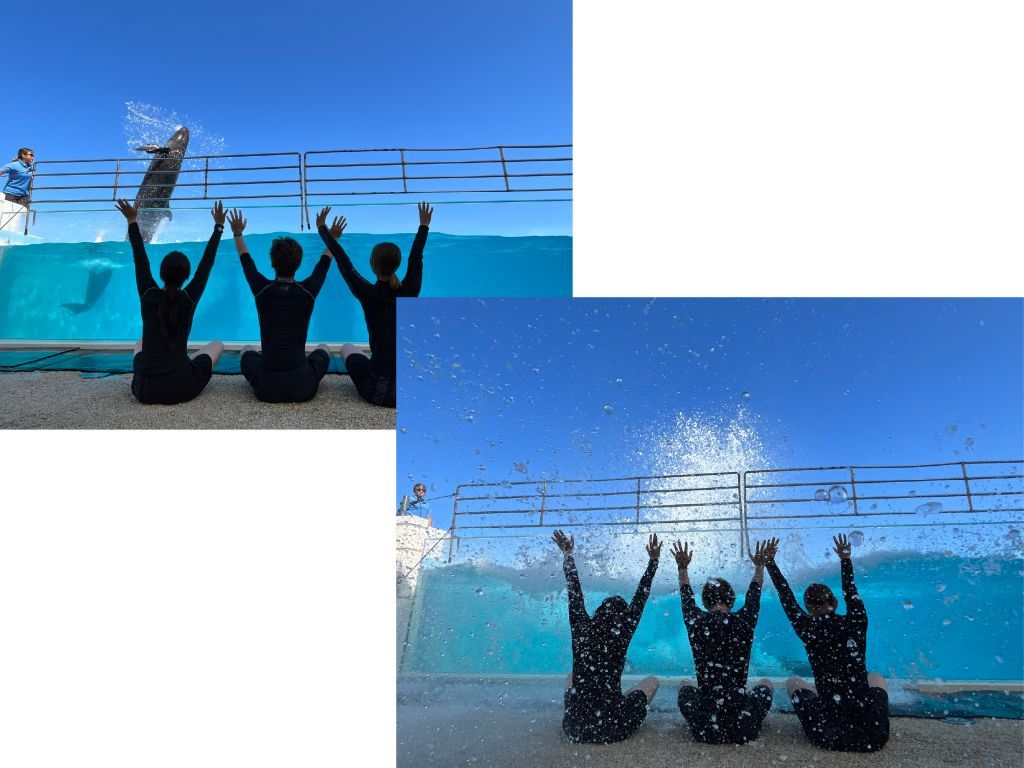 間近に飛び出すイルカ達からの水しぶきで全身がびしょ濡れに