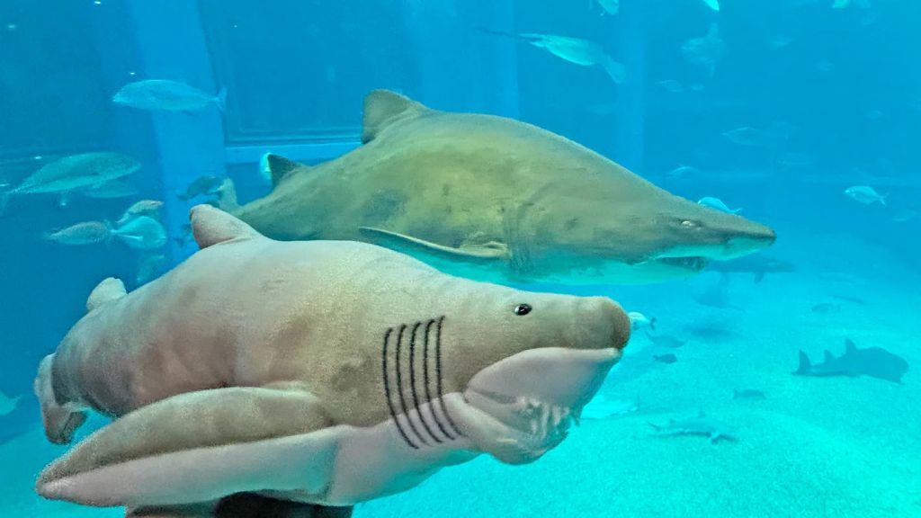 海遊館の中でも人気が高い「シロワニ」を、飼育員監修のもとでぬいぐるみで再現しました。
